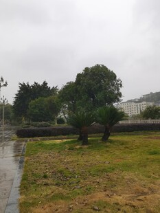 雨中草地与树木景观