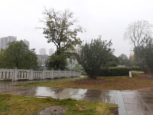 雨中庭院积水景象