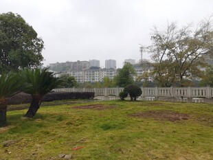 户外草地与树木景观