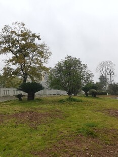 户外草坪树木风景图