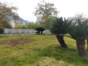 户外绿意盎然的园林景致