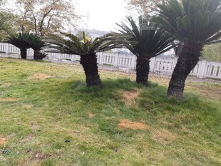 户外草地旁的几棵龙血树