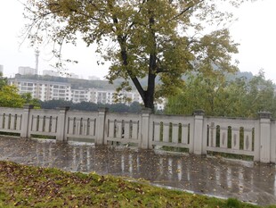 秋日公园栏杆旁的树木