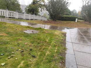 雨后湿润的草地与水泥路面