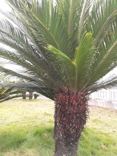 挺拔苏铁展现独特植物魅力