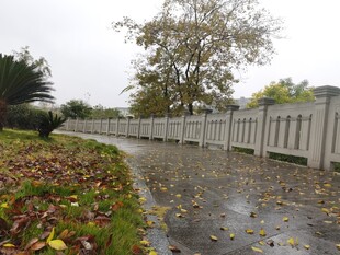 雨后小径落叶与围栏景致