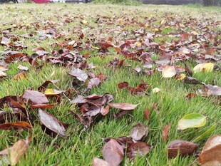 草地上的缤纷落叶