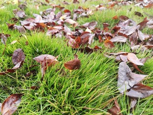 草地上的落叶