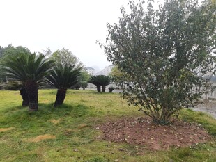 户外草地旁的树木景观