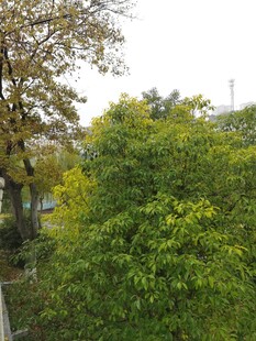 秋日繁茂绿植景观