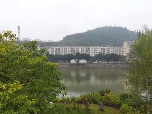 河畔绿树掩映的城市风光