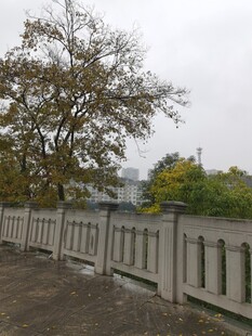 户外围栏旁的树木景观