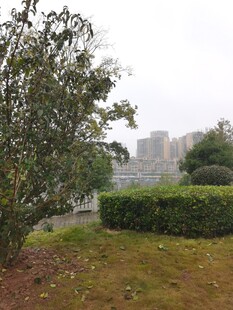 城市中的绿植景观