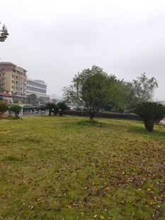 城市草地与远处建筑景观