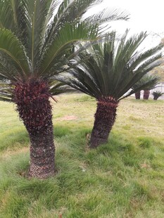 草地上的两棵苏铁树