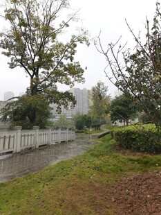 雨中公园小径景色
