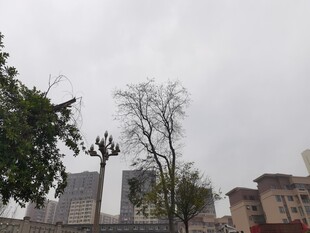 城市阴天景象中的树木建筑