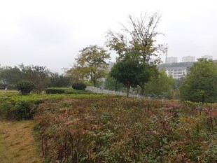 户外繁茂绿植景观