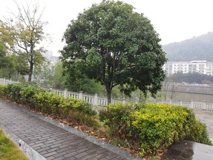 雨中河畔绿植环绕的小径