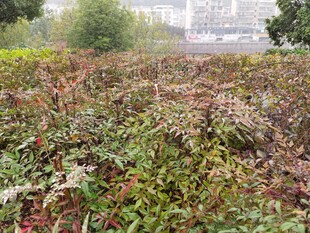 秋日繁茂植物景观