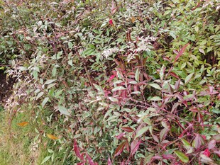 多彩枝叶植物景观