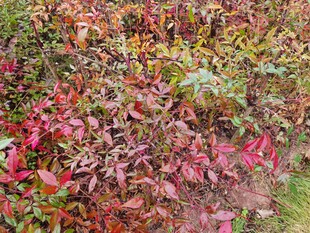 多彩斑斓的植物叶片景观
