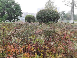 秋日多彩植物景观