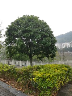 雨中葱郁树木与绿植景观