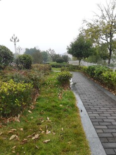 公园中的石板小径与绿植