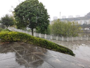 雨中积水的街道与绿植