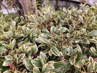 金边绿叶植物特写