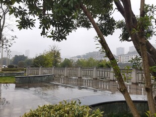 雨中静谧的户外园林景致