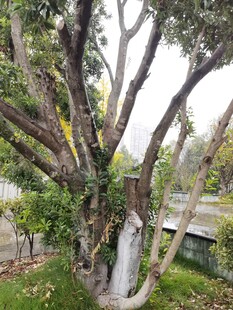 庭院中繁茂缠绕的树木