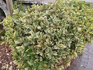 翠绿繁茂的灌木植物