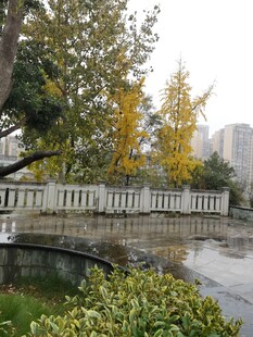 秋日公园湖畔景致