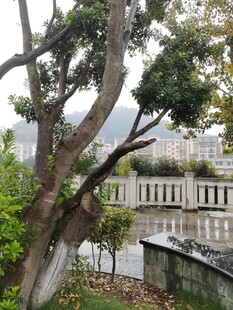 湖畔绿树环绕的城市景致