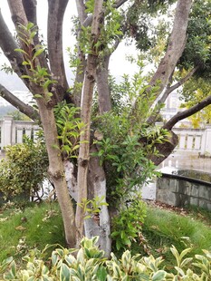 庭院中的繁茂树木