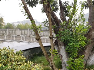 林间木桥隐于葱郁绿植间