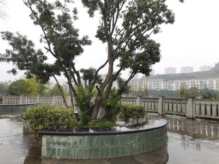 雨中别致盆栽榕树景观
