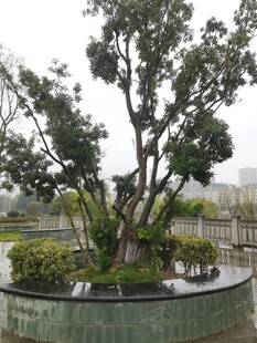 圆形花坛中的繁茂树木