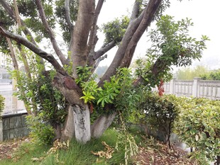 粗壮老树生机盎然绿植