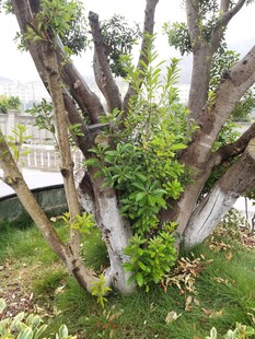 奇特造型的庭院树木景观