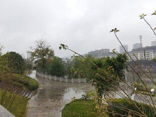 雨中湿润的公园小径景色