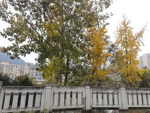 秋日围栏旁的多彩树木