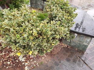 路边翠绿灌木景观