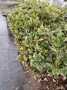 绿叶繁茂的植物景观