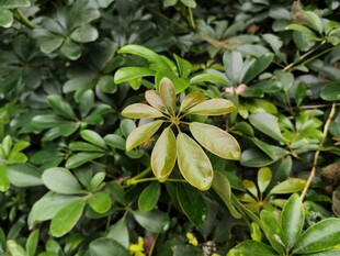 绿叶丛中的多彩植物