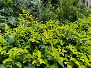 翠绿繁茂的灌木丛景观