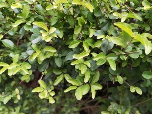 翠绿繁茂的绿叶植物