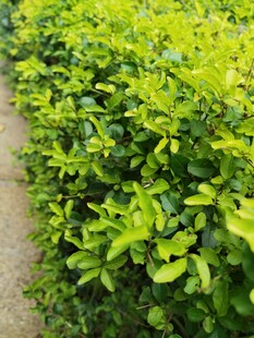 绿意盎然的植物种植地